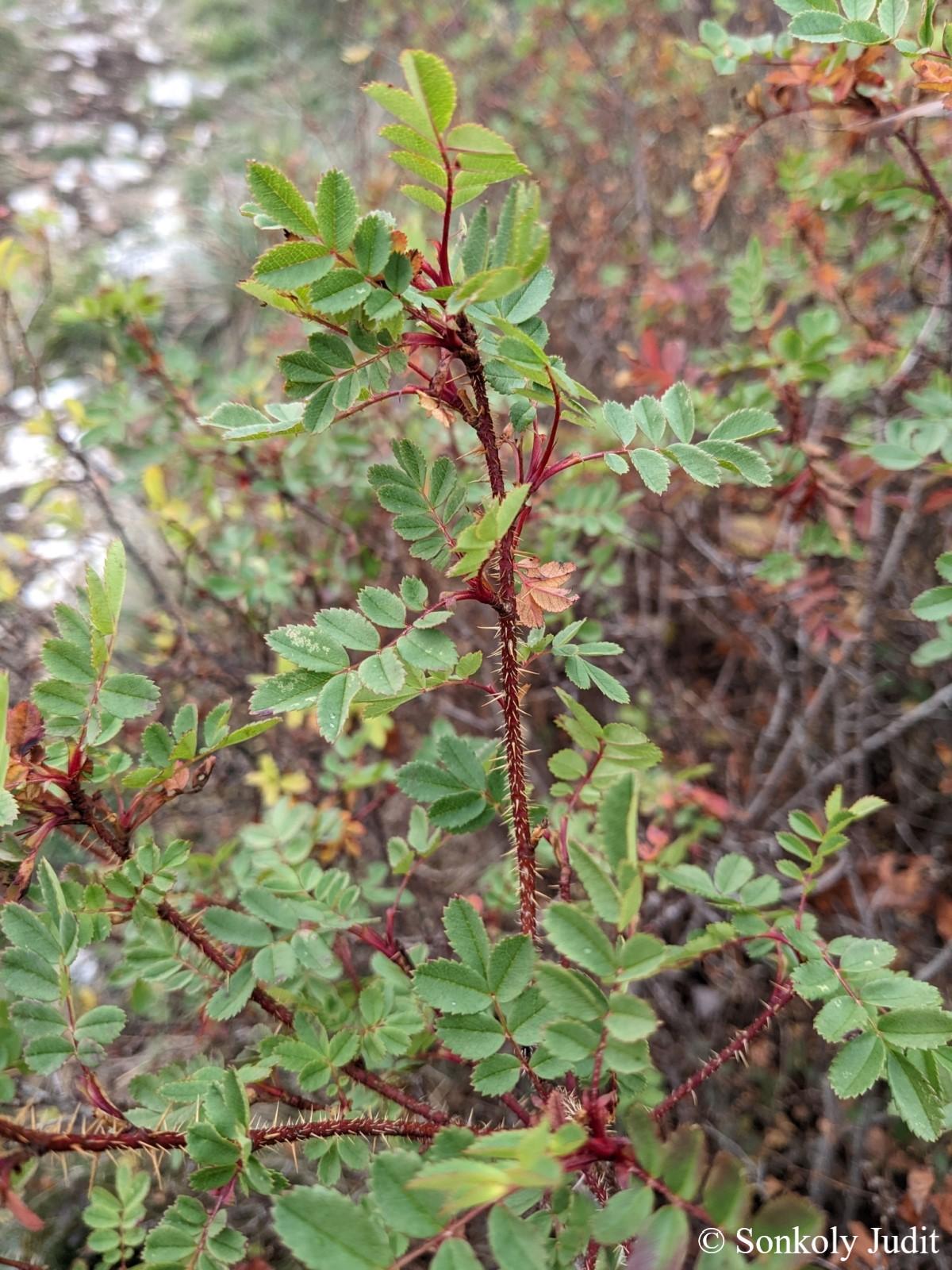 Rosa spinosissima L.