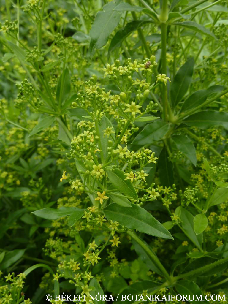 Rubia tinctorum L.