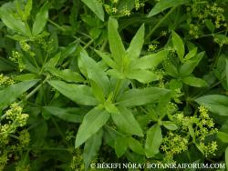 Rubia tinctorum L. 2.Image