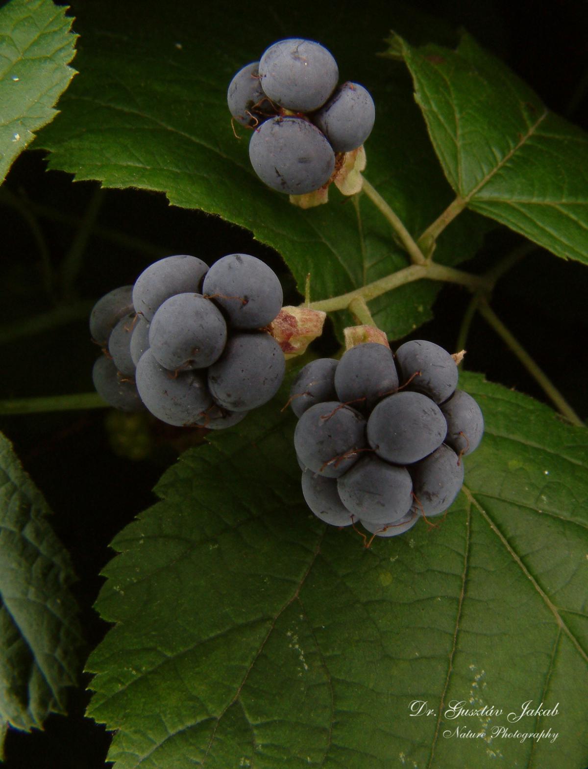 Rubus caesius L.