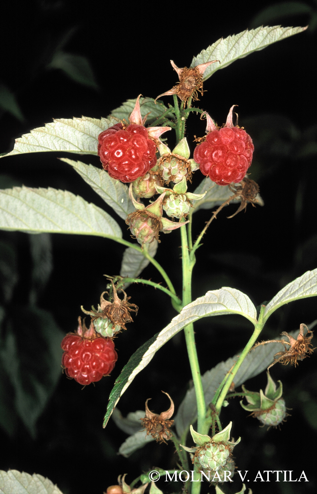 Rubus idaeus L.