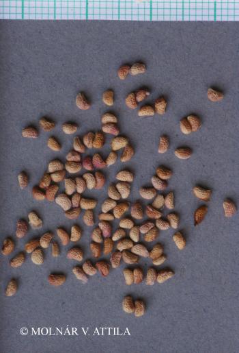 Rubus idaeus L. 2.Image