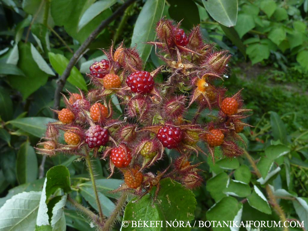 Rubus phoenicolasius Maxim.