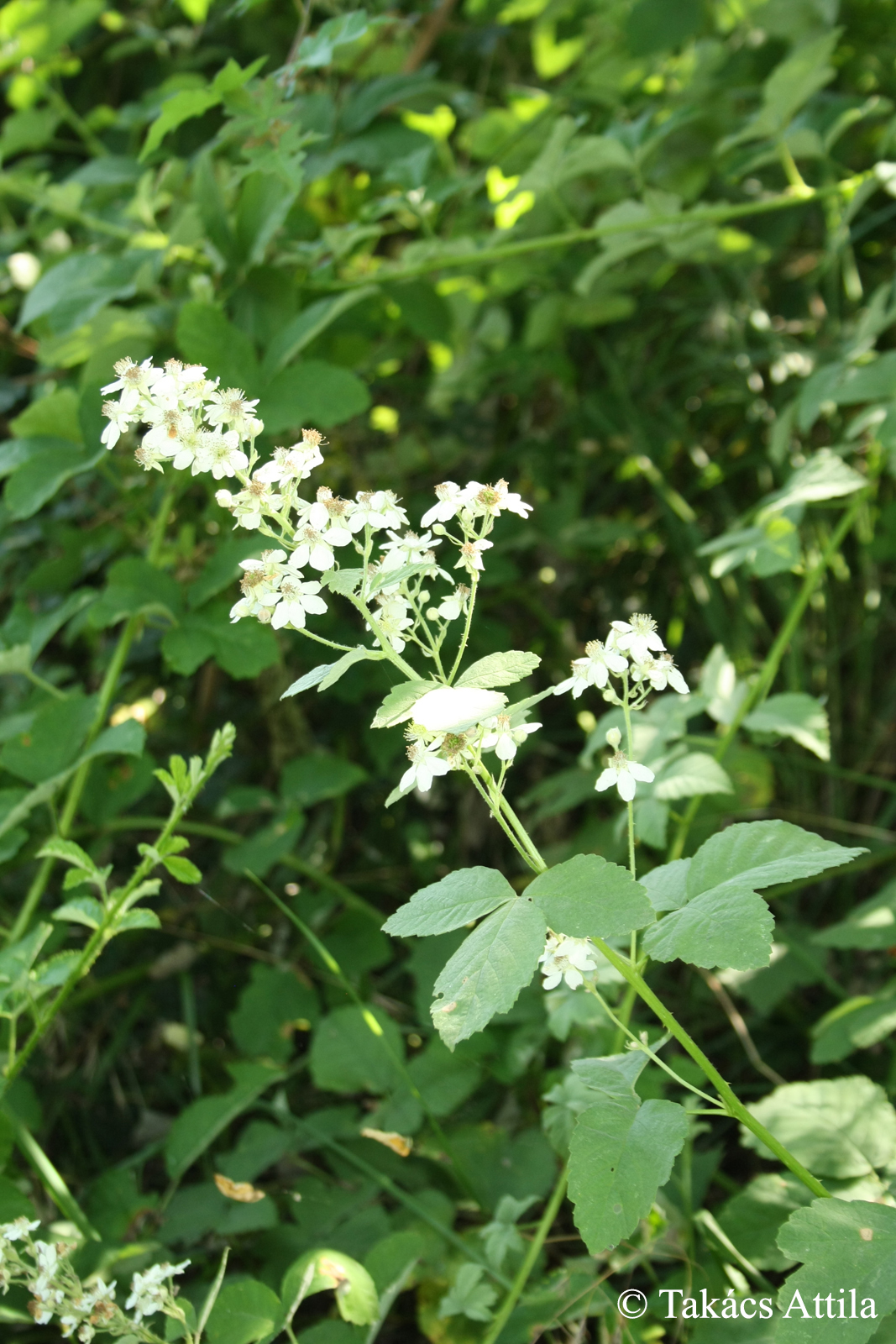 Rubus ser. Canescentes H.E. Weber