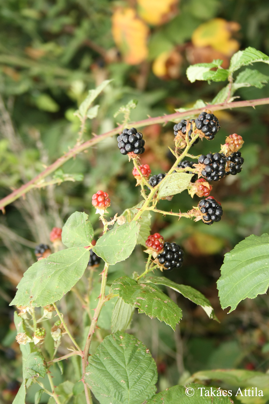 Rubus ser. Discolores (P.J. Müll.) Focke