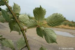 Rubus ser. Discolores (P.J. Müll.) Focke 2.Image