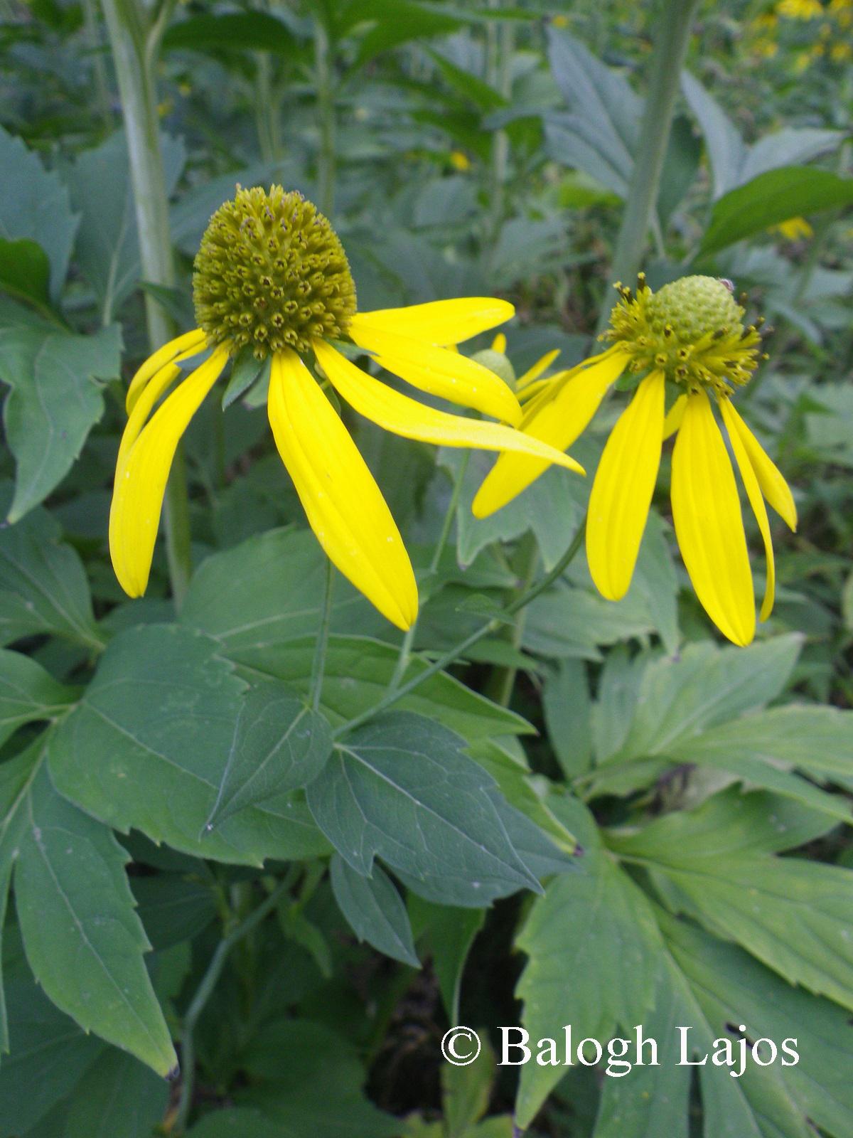 Rudbeckia laciniata L.
