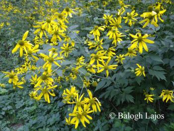 Rudbeckia laciniata L. 2.Image