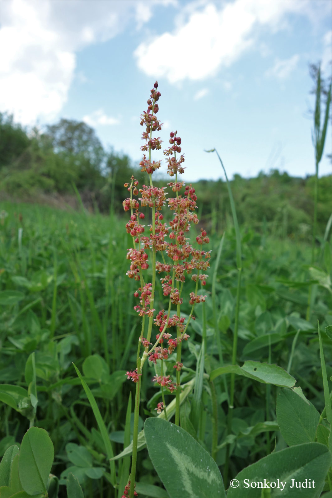 Rumex acetosa L.