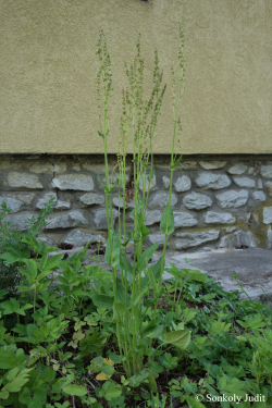 Rumex acetosa L. 2.Kép