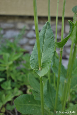 Rumex acetosa L. 3.Kép