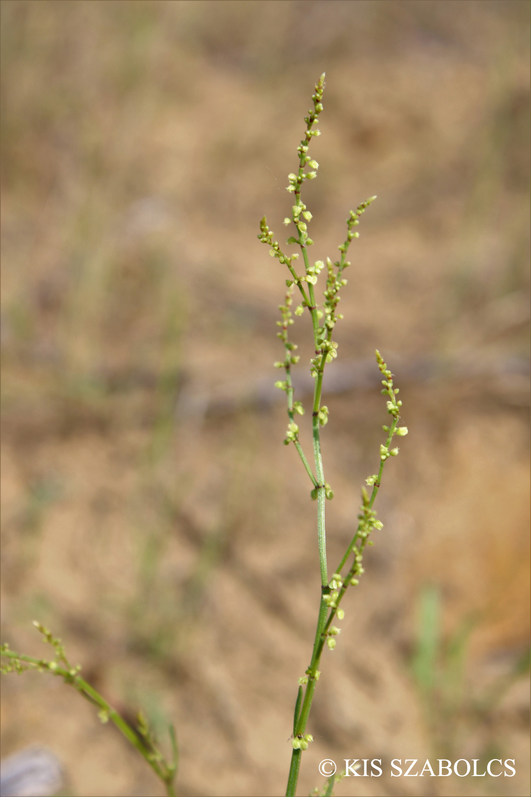 Rumex acetosella L.
