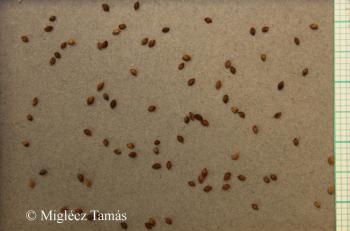 Rumex acetosella L. 2.Kép