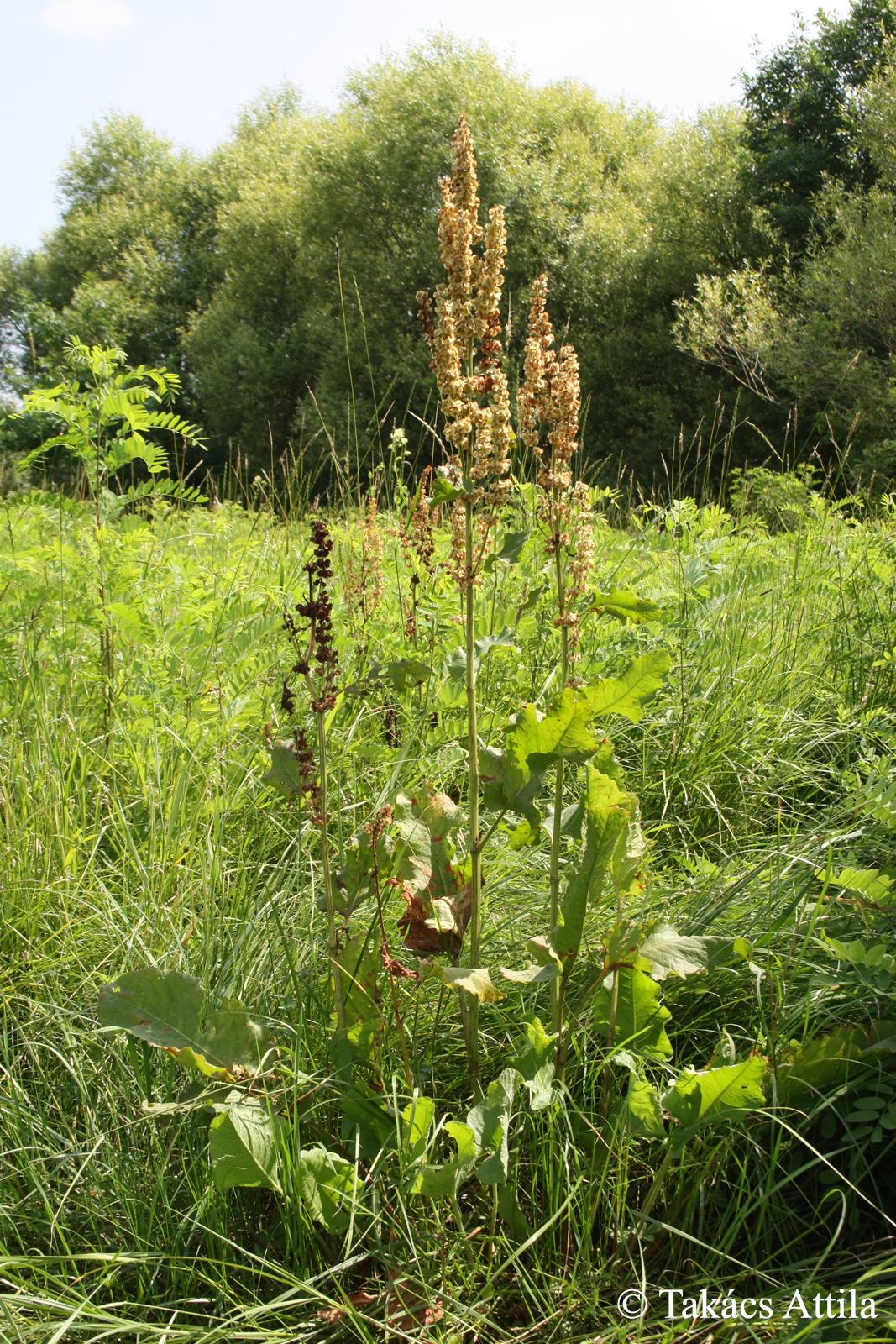 Rumex confertus Willd.