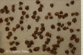 Rumex confertus Willd. 2.Kép
