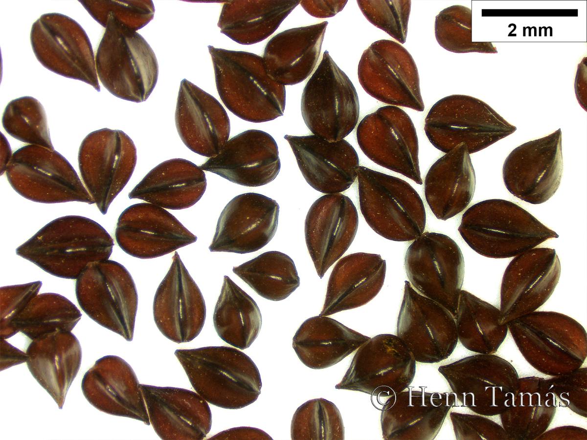 Rumex conglomeratus Murray