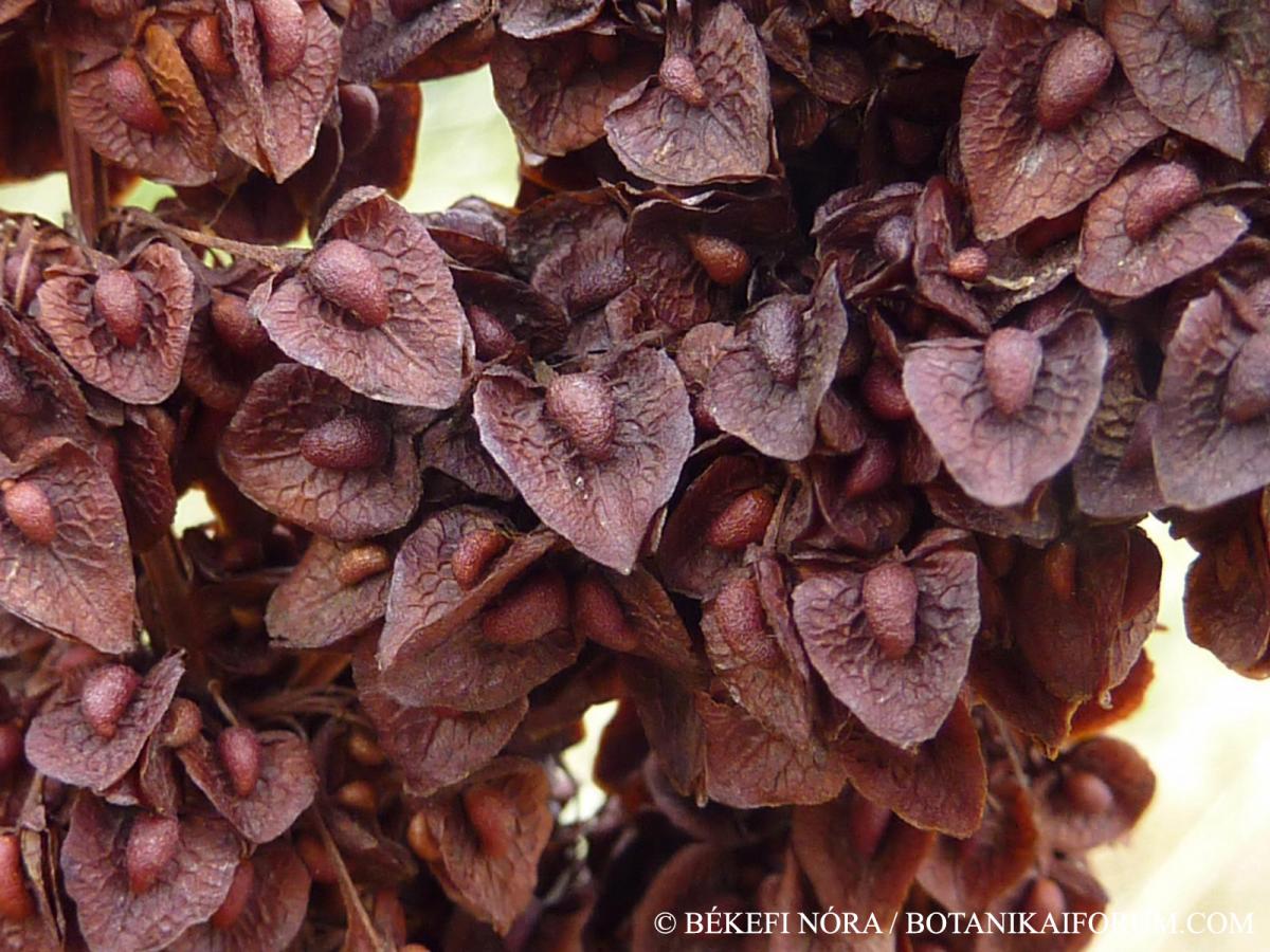 Rumex crispus L.