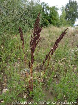 Rumex crispus L. 2.Kép