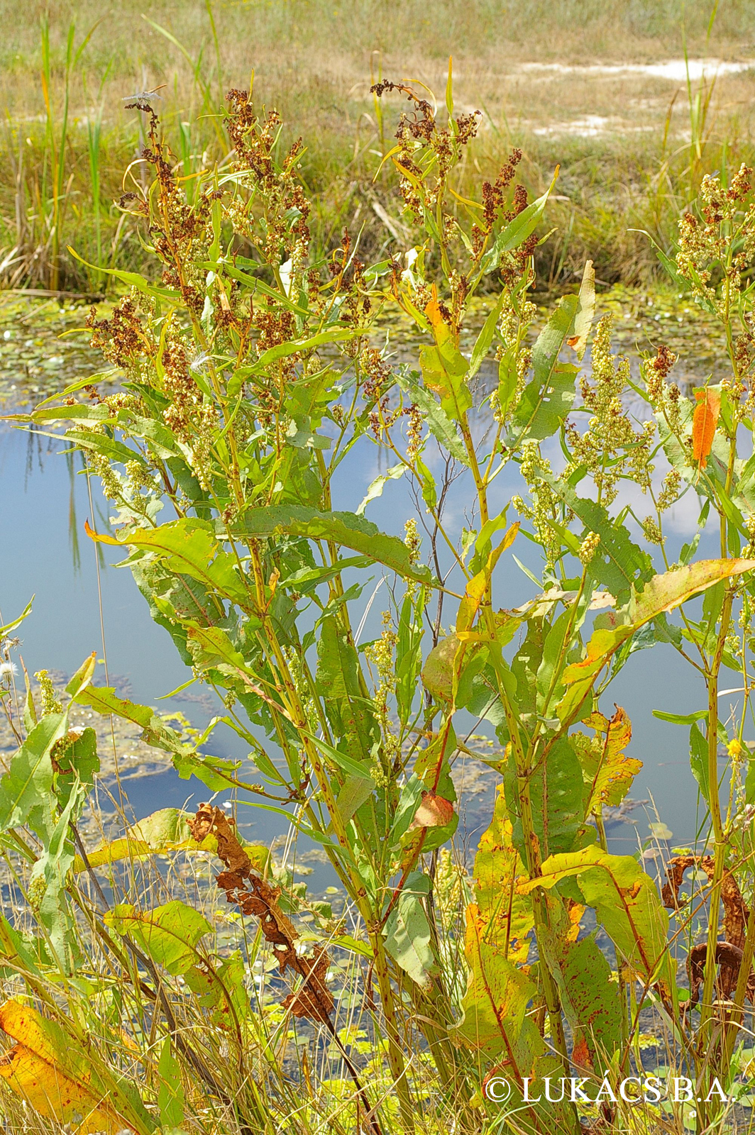Rumex hydrolapathum Huds.