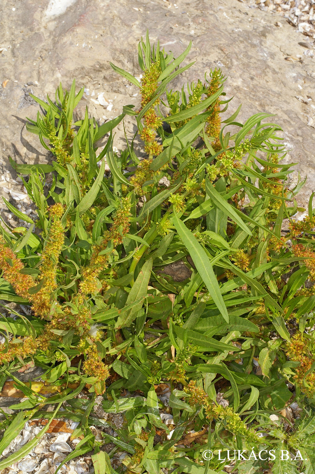 Rumex maritimus L.