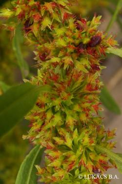 Rumex maritimus L. 2.Kép