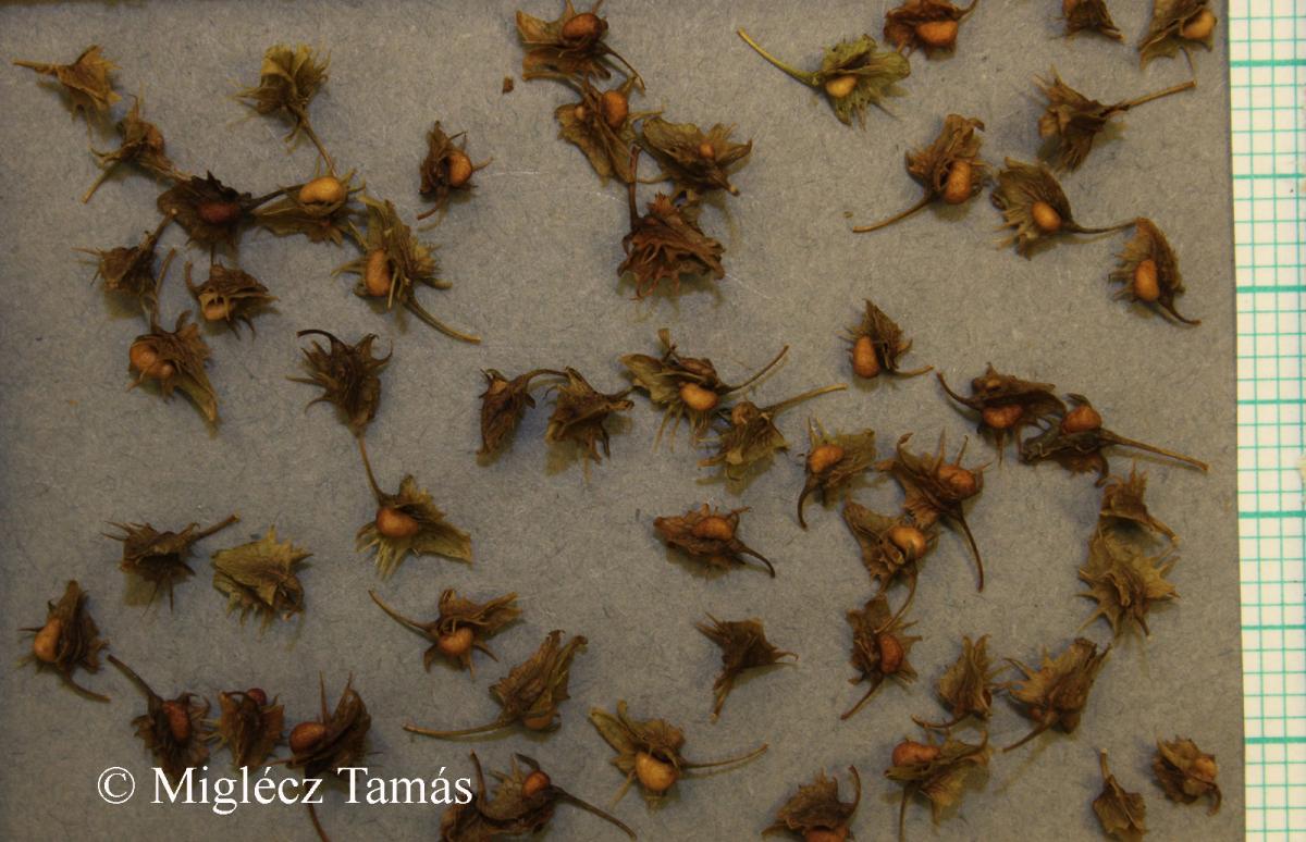 Rumex obtusifolius L.