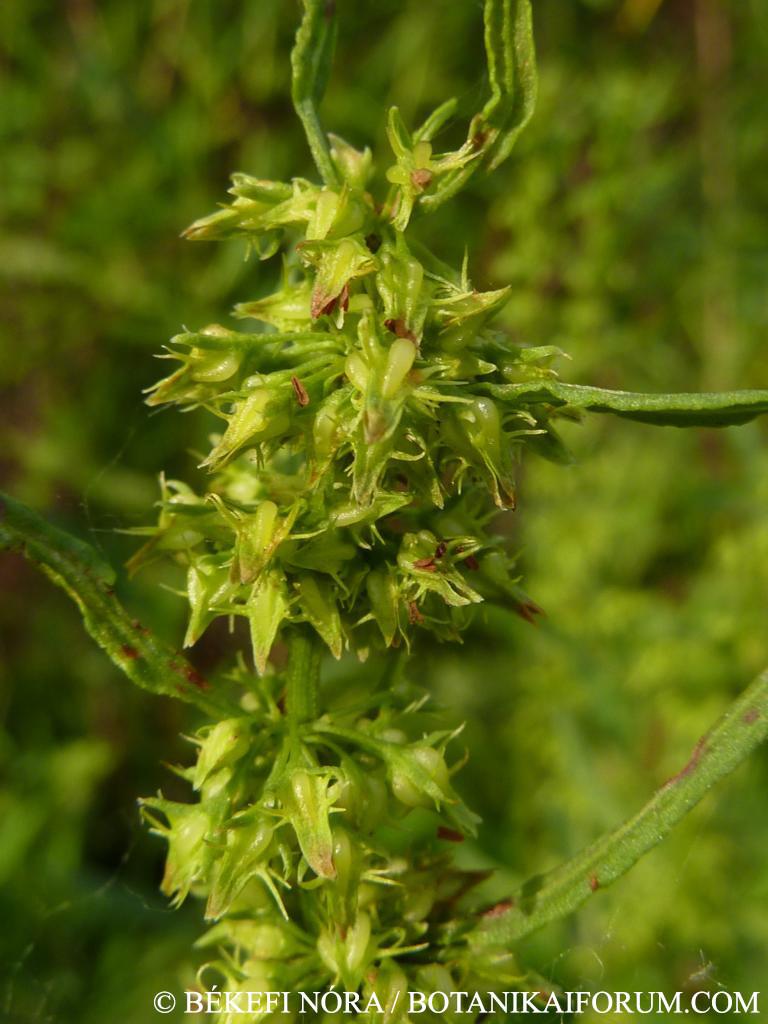 Rumex palustris Sm.