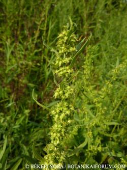 Rumex palustris Sm. 2.Kép
