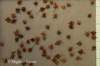 Rumex palustris Sm. 3.Kép