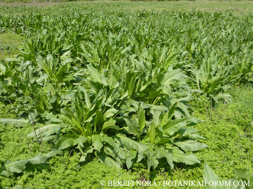 Rumex patientia L.