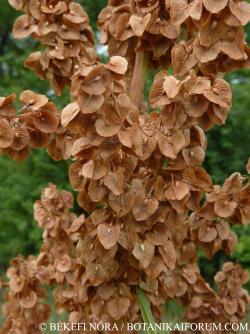 Rumex patientia L. 2.Kép