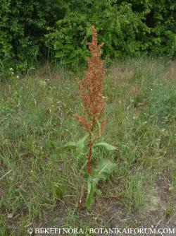 Rumex patientia L. 3.Kép