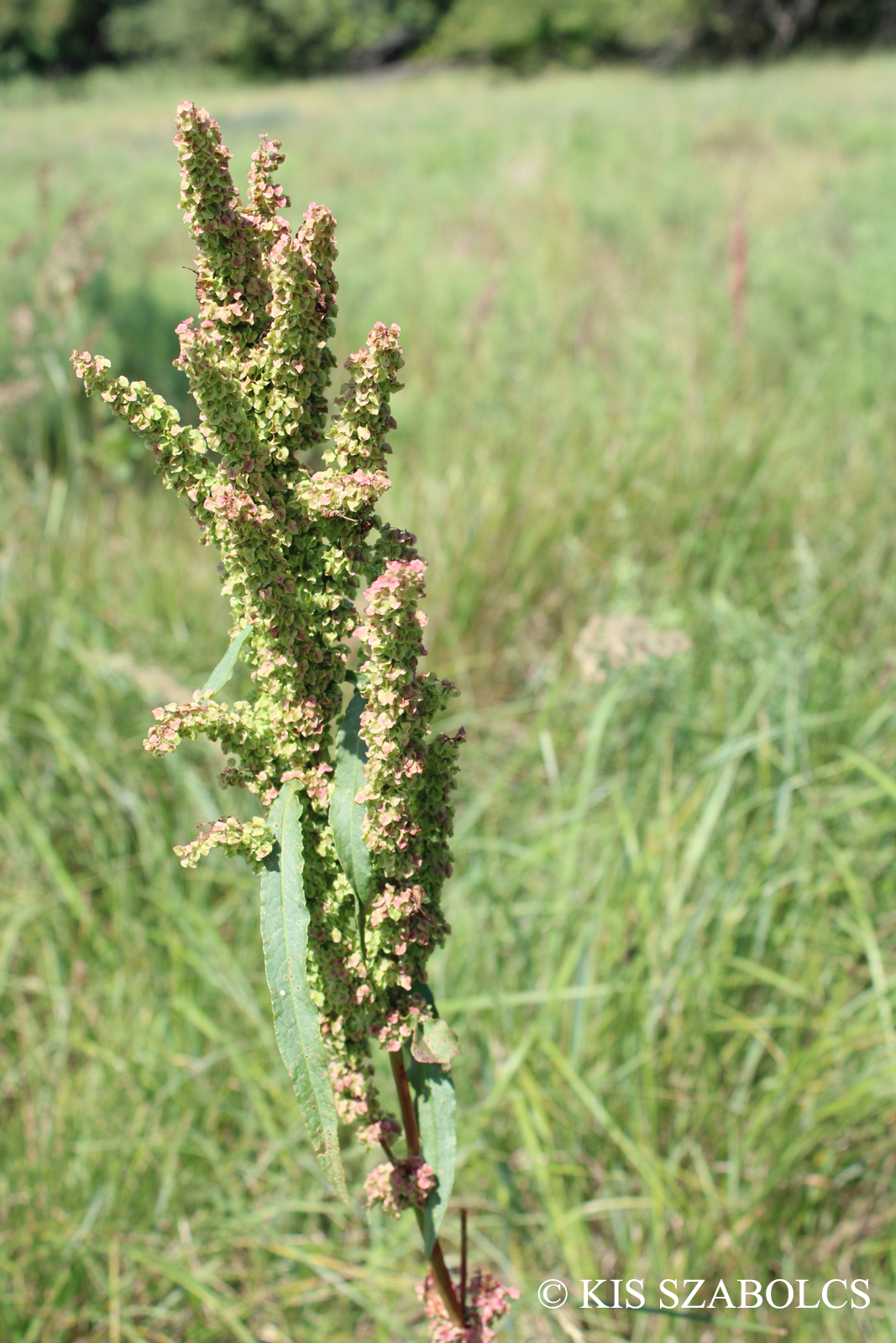 Rumex pseudonatronatus Borbás