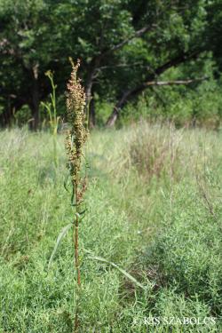 Rumex pseudonatronatus Borbás 2.Kép