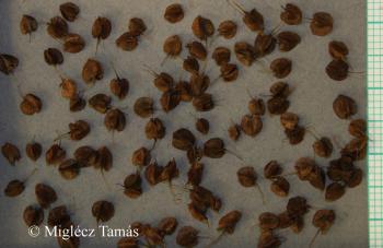 Rumex pseudonatronatus Borbás 4.Kép