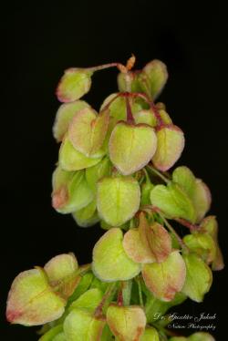 Rumex pseudonatronatus Borbás 3.Kép