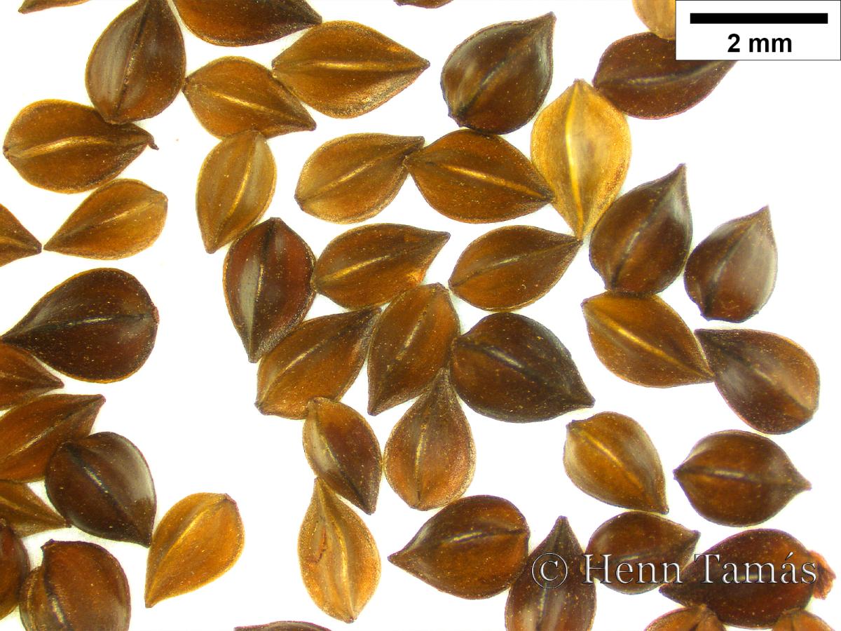 Rumex pulcher L.