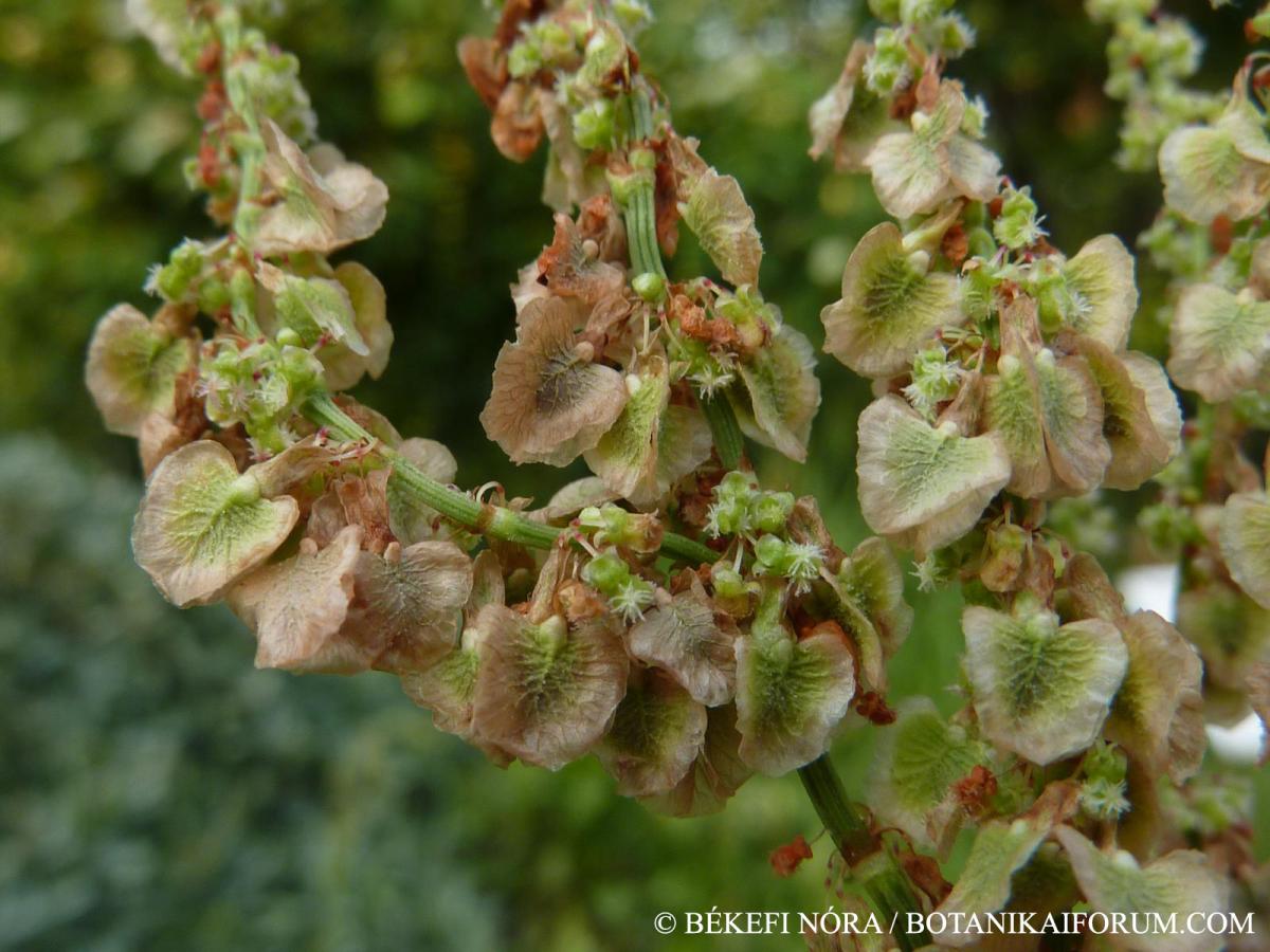 Rumex rugosus Campd.