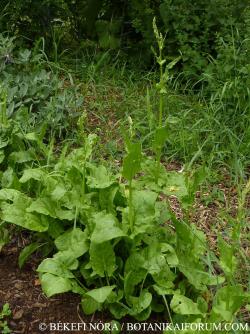 Rumex rugosus Campd. 2.Kép