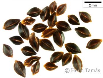 Rumex rugosus Campd. 3.Kép