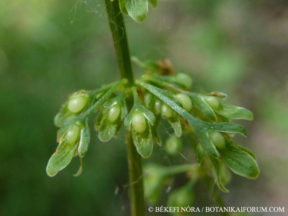 Rumex sanguineus L.