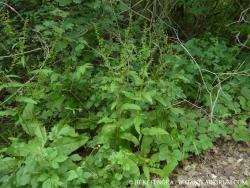 Rumex sanguineus L. 2.Kép