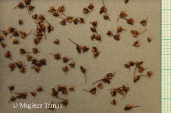 Rumex sanguineus L. 3.Kép