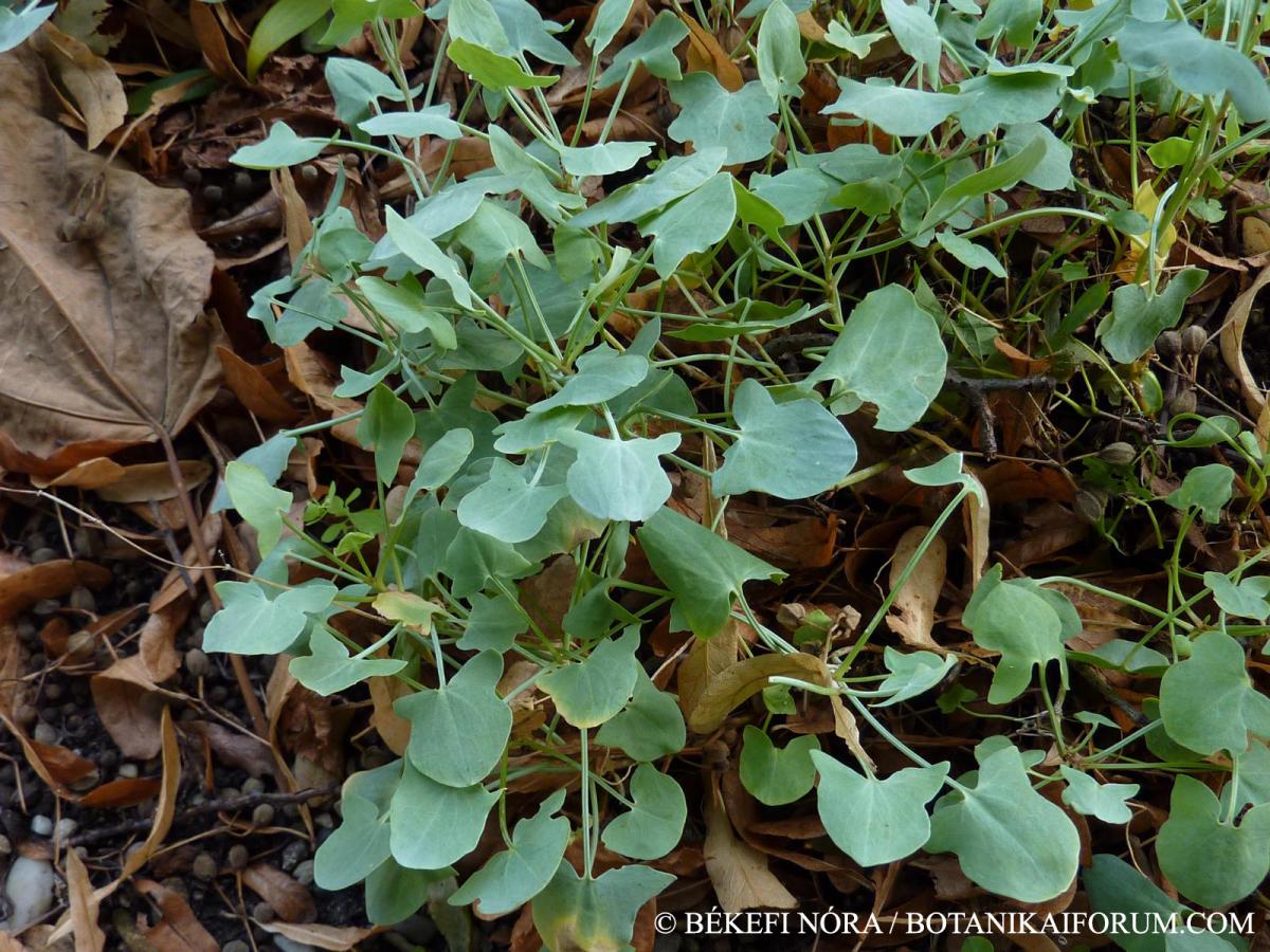 Rumex scutatus L.