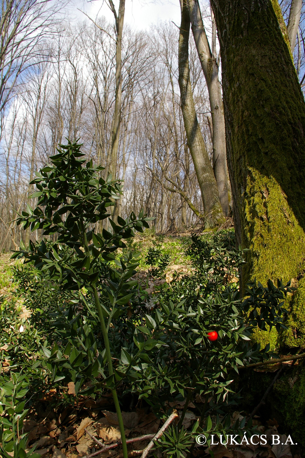 Ruscus aculeatus L.