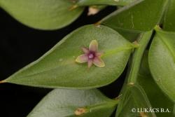 Ruscus aculeatus L. 2.Image