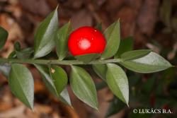 Ruscus aculeatus L. 3.Image