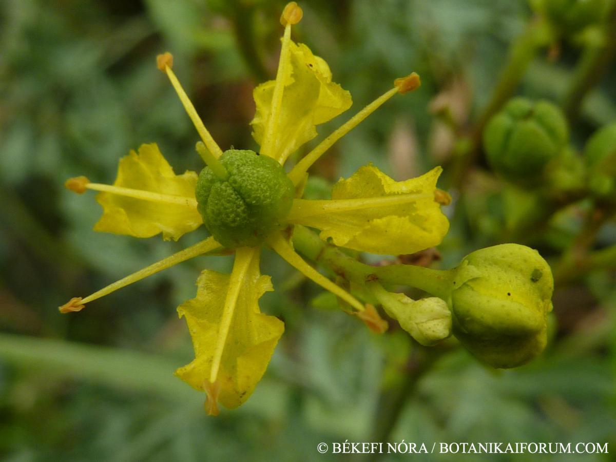 Ruta graveolens L.