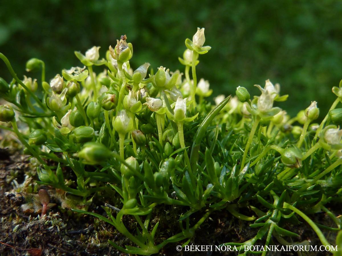 Sagina procumbens L.