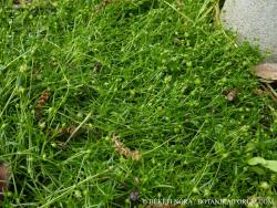 Sagina procumbens L. 2.Image